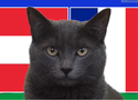 Mèo tiên tri dự đoán Áo vs Pháp, 2h ngày 18/6, Euro 2024