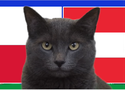 Mèo tiên tri dự đoán Ba Lan vs Áo, 23h ngày 21/6, Euro 2024