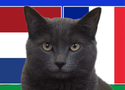 Mèo tiên tri dự đoán Hà Lan vs Pháp, 2h ngày 22/6, Euro 2024