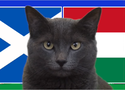 Mèo tiên tri dự đoán Scotland vs Hungary, 2h ngày 24/6, Euro 2024