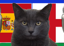 Mèo tiên tri dự đoán Tây Ban Nha vs Anh, 2h ngày 15/7, Euro 2024