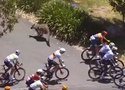 Hy hữu: Tay đua xe đạp Jay Vine đâm trúng Kangaroo ở vận tốc 50km/h vẫn vô địch Tour Down Under