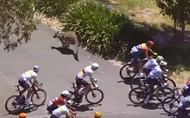 Hy hữu: Tay đua xe đạp Jay Vine đâm trúng Kangaroo ở vận tốc 50km/h vẫn vô địch Tour Down Under