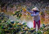 Chạy Mekong Delta Marathon, nếm dứa Cầu Đúc nức tiếng Hậu Giang