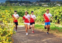 Tiền Phong Marathon 2021 “hút” hơn 4500 VĐV chạy giữa đại ngàn Gia Lai