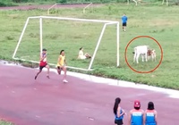 Giải điền kinh có đường chạy không chia làn, bò nhởn nhơ gặm cỏ um tùm