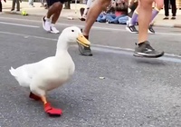 Cô vịt kêu quàng quạc gây bão mạng khi chạy New York City Marathon