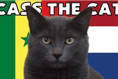 Mèo tiên tri dự đoán Senegal vs Hà Lan, 23h ngày 21/11