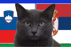 Mèo tiên tri dự đoán Slovenia vs Serbia, 20h ngày 20/6, Euro 2024
