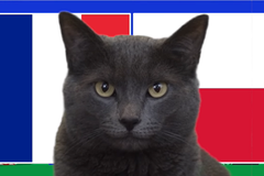 Mèo tiên tri dự đoán Pháp vs Ba Lan, 23h ngày 25/6, Euro 2024