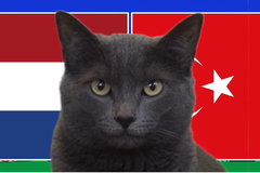Mèo tiên tri dự đoán Hà Lan vs Thổ Nhĩ Kỳ, 2h ngày 7/7, Euro 2024