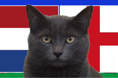Mèo tiên tri dự đoán Hà Lan vs Anh, 2h ngày 11/7, Euro 2024