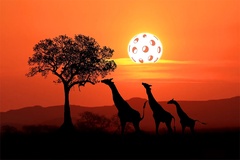 Pickleball Safari: Trải nghiệm độc đáo giữa đất nước Kenya