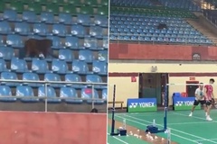 Khỉ xuất hiện trên khán đài có thể làm đảo lộn kế hoạch đăng cai Giải vô địch cầu lông thế giới