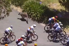 Hy hữu: Tay đua xe đạp Jay Vine đâm trúng Kangaroo ở vận tốc 50km/h vẫn vô địch Tour Down Under