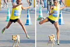 Các cách đối phó chó tấn công khi chạy bộ