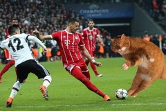 Chú mèo khiến Besiktas mất gần... 1 tỷ đồng nộp phạt ở trận gặp Bayern Munich