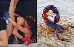 Bọ cạp nghiền: Đòn siết hiếm gặp được nữ tân binh sử dụng tại Bellator 247