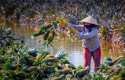 Chạy Mekong Delta Marathon, nếm dứa Cầu Đúc nức tiếng Hậu Giang