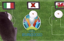 Mèo tiên tri dự đoán bóng đá EURO hôm nay 20/6: Italia vs Xứ Wales