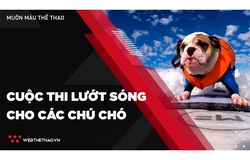 Thú vị cuộc thi lướt sóng cho các chú chó