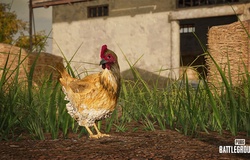 PUBG 14.2: Chi tiết bản cập mới PlayerUnknown's Battlegrounds PC