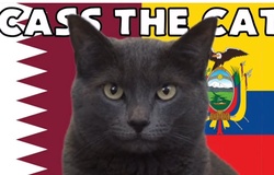 Mèo tiên tri dự đoán Qatar vs Ecuador, 23h ngày 20/11