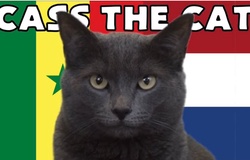 Mèo tiên tri dự đoán Senegal vs Hà Lan, 23h ngày 21/11