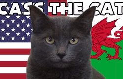 Mèo tiên tri dự đoán Mỹ vs Xứ Wales, 2h ngày 22/11