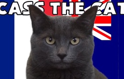 Mèo tiên tri dự đoán Pháp vs Australia, 2h ngày 23/11