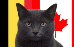 Mèo tiên tri dự đoán Bỉ vs Canada, 2h ngày 24/11