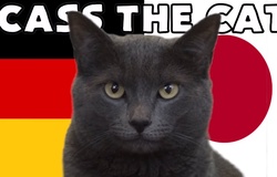 Mèo tiên tri dự đoán Đức vs Nhật Bản, 20h ngày 23/11