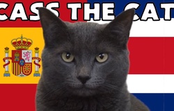 Mèo tiên tri dự đoán Tây Ban Nha vs Costa Rica, 23h ngày 23/11