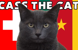 Mèo tiên tri dự đoán kết quả bóng đá Thụy Sỹ vs Cameroon