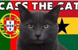 Mèo tiên tri dự đoán Bồ Đào Nha vs Ghana, 23h ngày 24/11