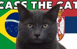 Mèo tiên tri dự đoán Brazil vs Serbia, 2h ngày 25/11