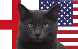 Mèo tiên tri dự đoán Anh vs Mỹ