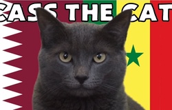 Mèo tiên tri dự đoán Qatar vs Senegal, 20h ngày 25/11