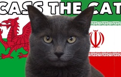 Mèo tiên tri dự đoán Xứ Wales vs Iran, 20h ngày 25/11