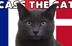 Mèo tiên tri dự đoán Pháp vs Đan Mạch, 23h ngày 26/11