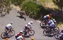Hy hữu: Tay đua xe đạp Jay Vine đâm trúng Kangaroo ở vận tốc 50km/h vẫn vô địch Tour Down Under