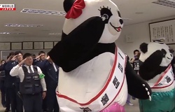 Sốc không, cảnh gấu panda cụng đầu làm cảnh sát khuỵu gối?