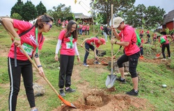 Hàng trăm VĐV chạy Langbiang Trail 2019 để trồng mai anh đào bảo vệ môi trường