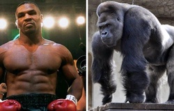 Mike Tyson đã từng suýt chi 10000 USD để đấm nhau với khỉ đột