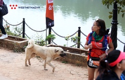 Chú chó hai tuổi được tặng kỷ niệm chương hoàn thành 42km Vietnam Trail Marathon 2020