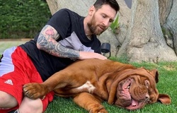 Chú chó Hulk của Messi giống gì, giá bao nhiêu?