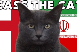 Mèo tiên tri dự đoán Anh vs Iran, 20h ngày 21/11