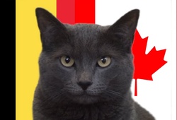 Mèo tiên tri dự đoán Bỉ vs Canada, 2h ngày 24/11