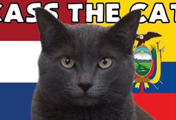 Mèo tiên tri dự đoán Hà Lan vs Ecuador