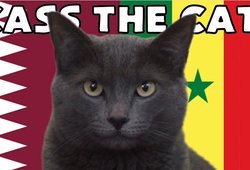 Mèo tiên tri dự đoán Qatar vs Senegal, 20h ngày 25/11